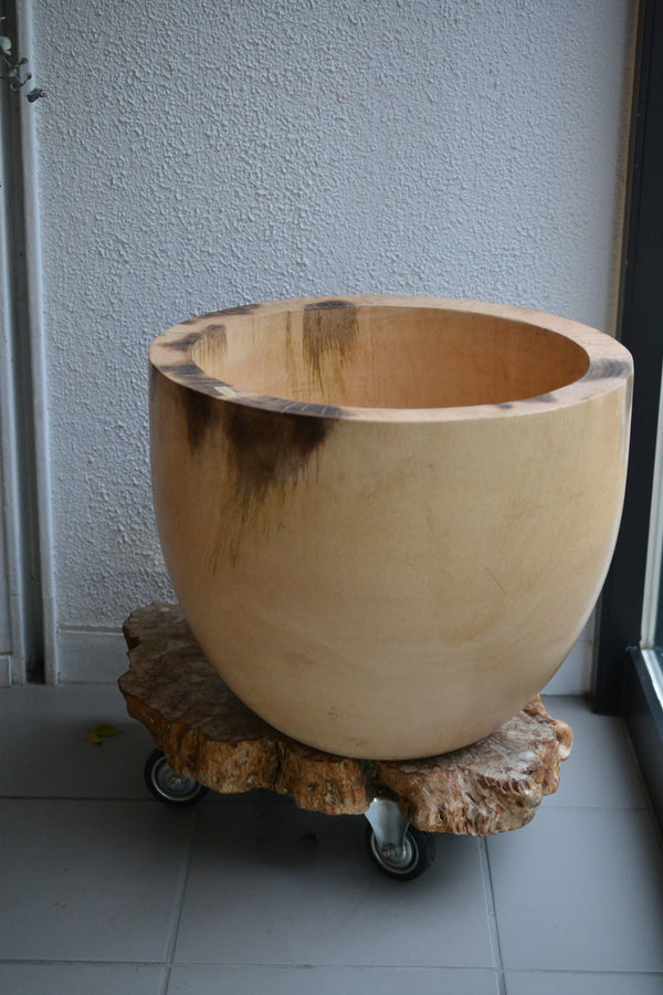 マンゴーウッド