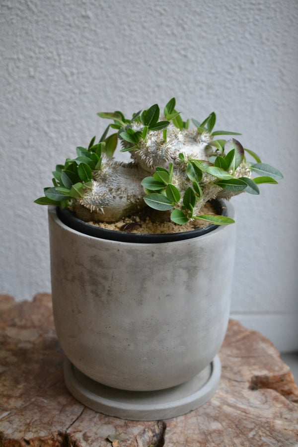 パキポディウム・ブレビカウレ