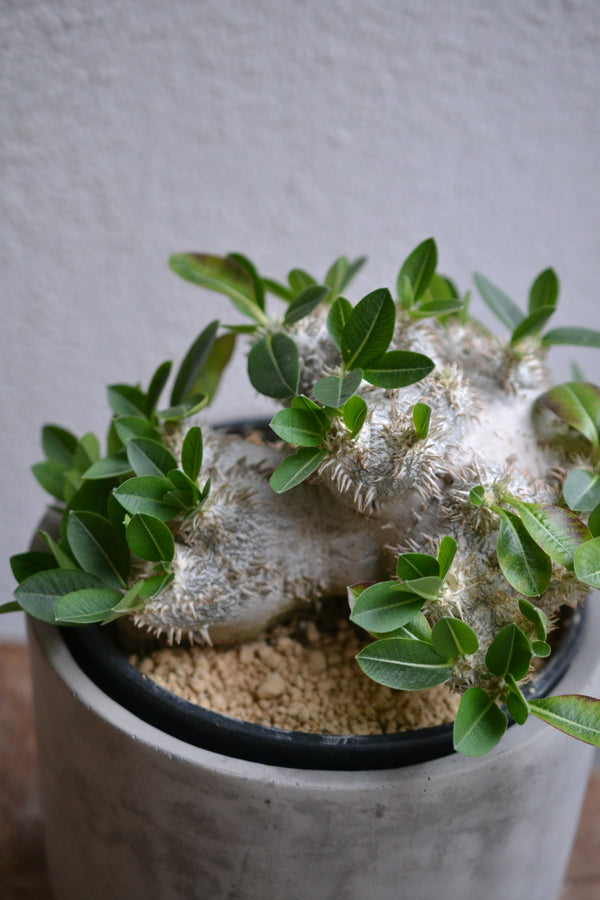 パキポディウム・ブレビカウレ