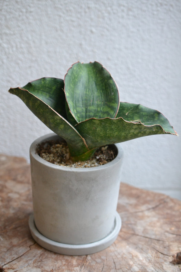 サンスベリア・ドラゴンウイング