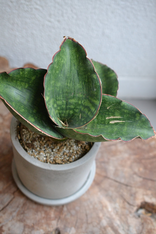 サンスベリア・ドラゴンウイング