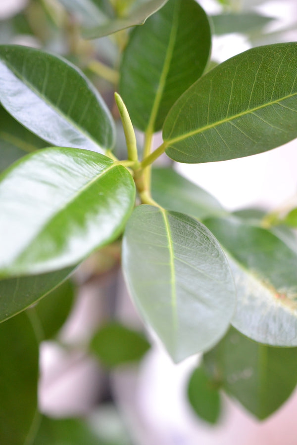 フランスゴムの木 ×DOMANI