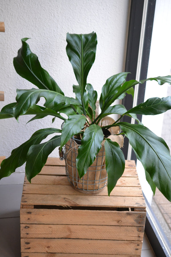 アンスリウム フーケリー