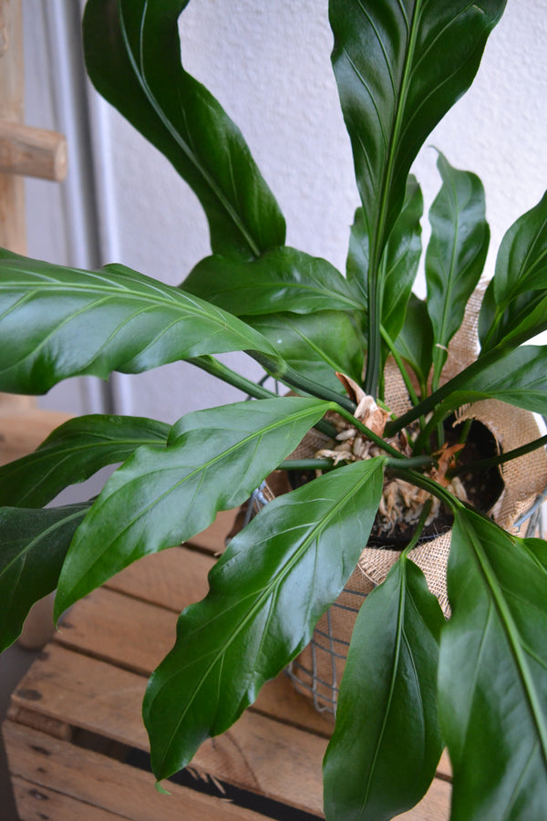 アンスリウム フーケリー