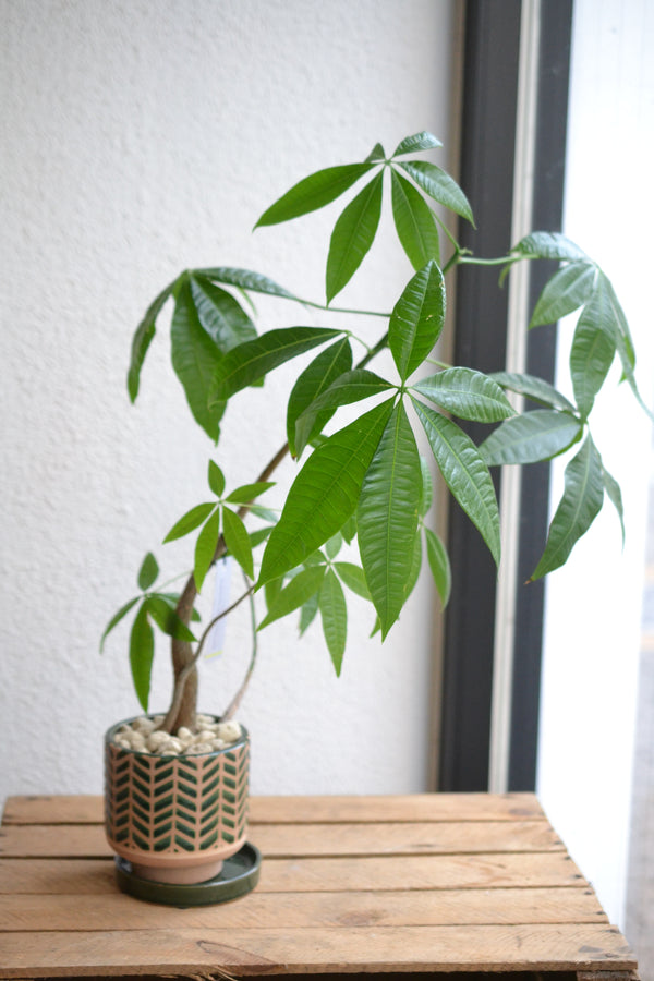 パキラmini グリーンポット