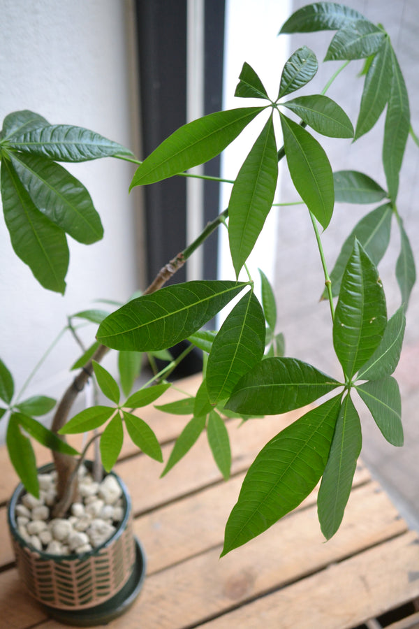 パキラmini グリーンポット