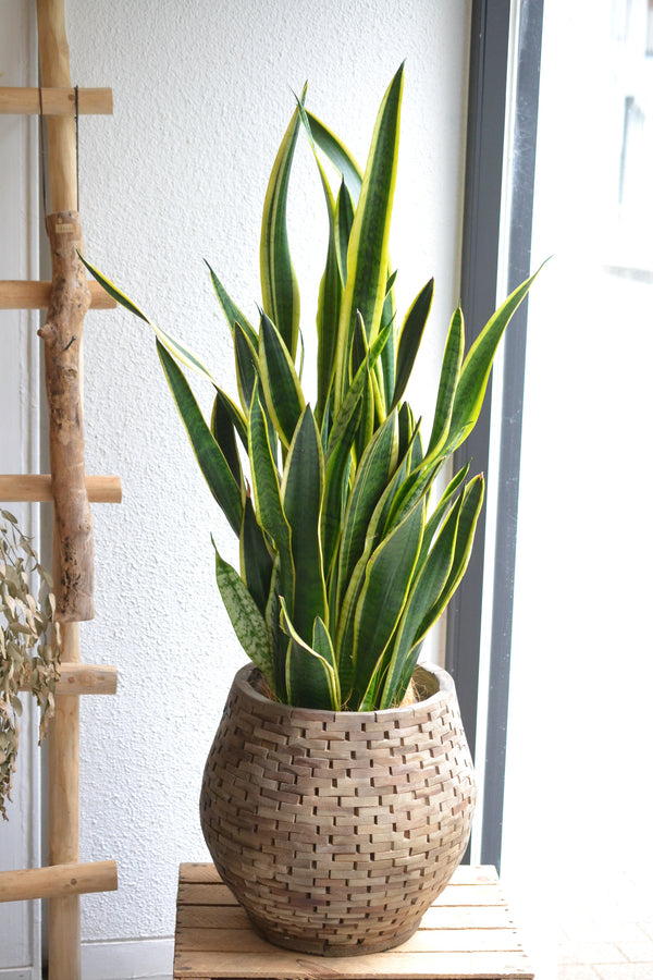 サンスベリア・トリファスキアタ・ローレンティ