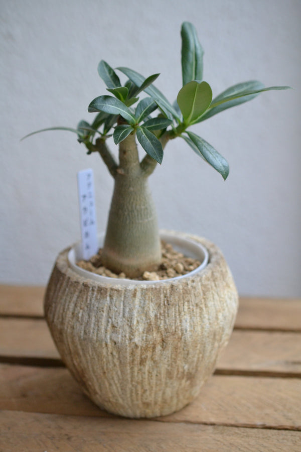 アデニウム・アラビカム