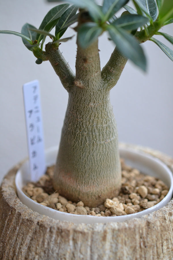 アデニウム・アラビカム