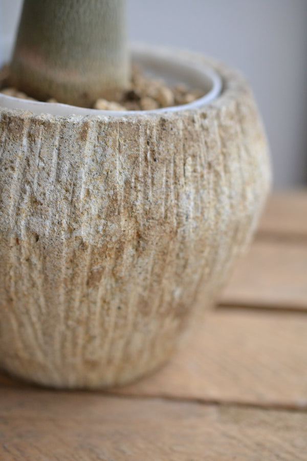 アデニウム・アラビカム