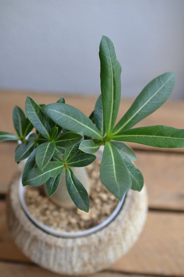 アデニウム・アラビカム