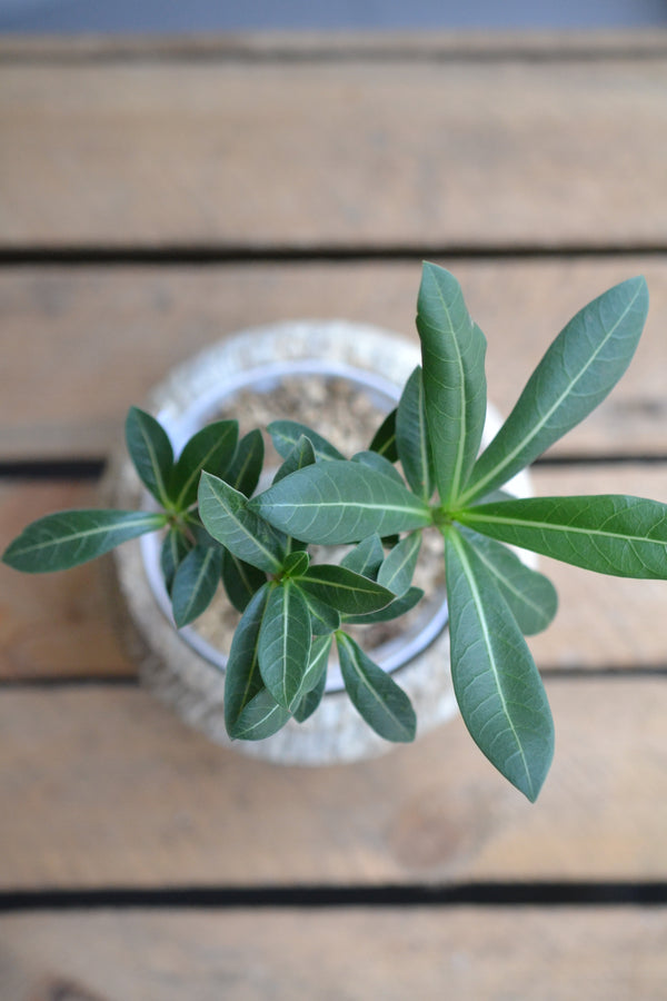 アデニウム・アラビカム