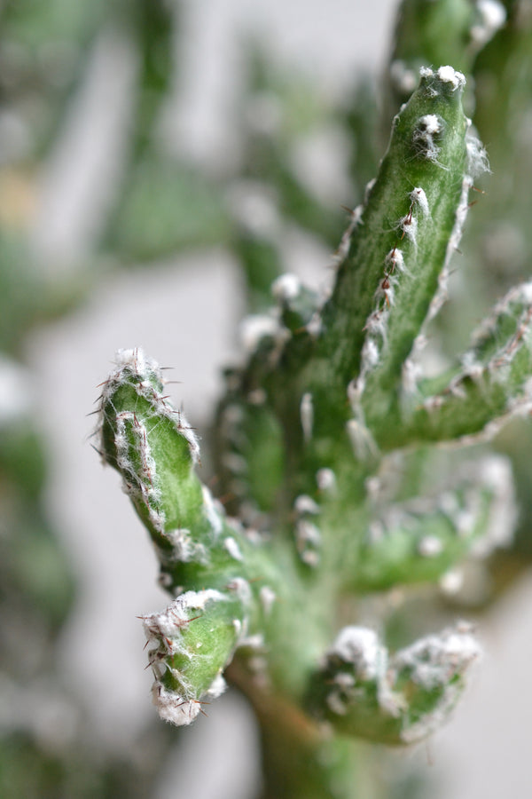 モンビレア・残雪の峰