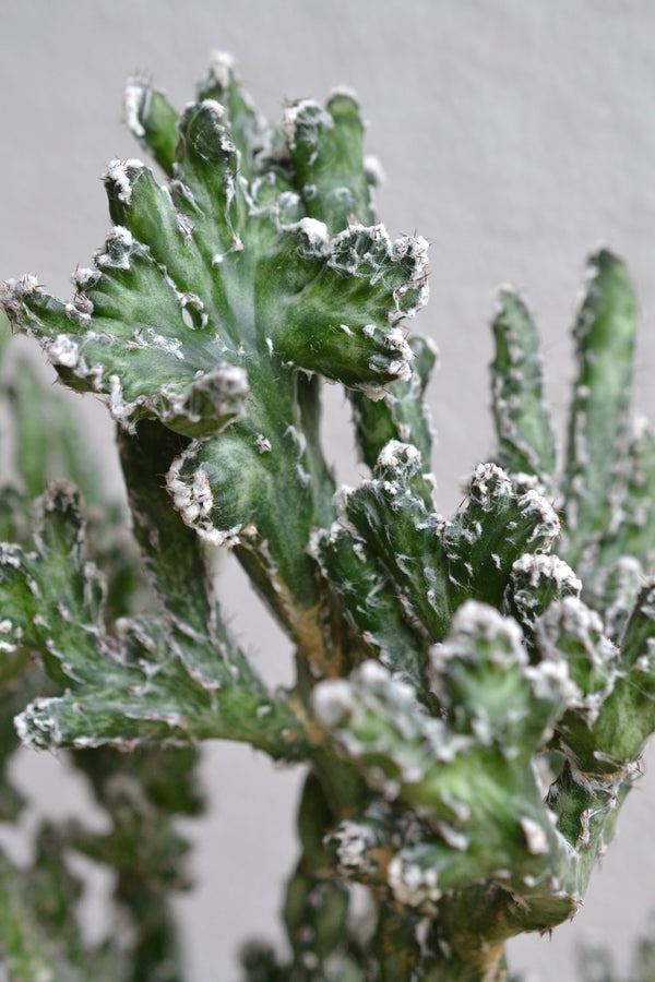 モンビレア・残雪の峰