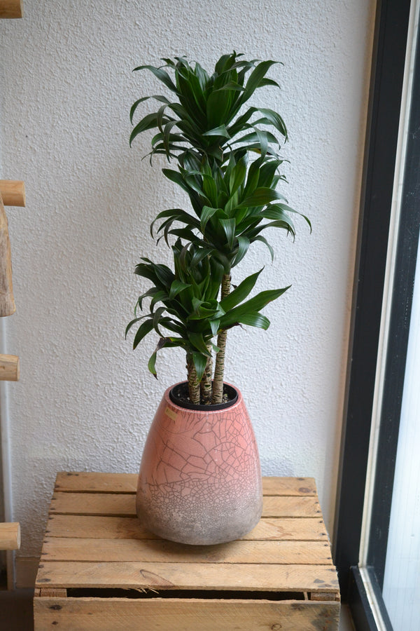 ドラセナ コンパクタ×DOMANI