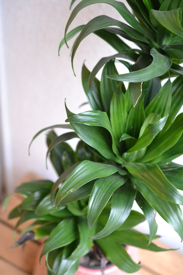 ドラセナ コンパクタ×DOMANI