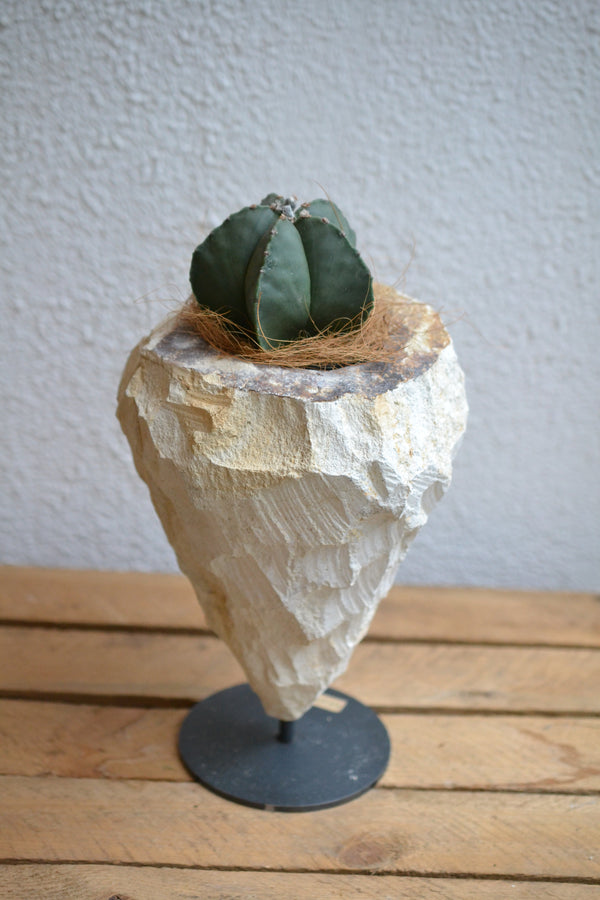 サボテン・アストロフィツム