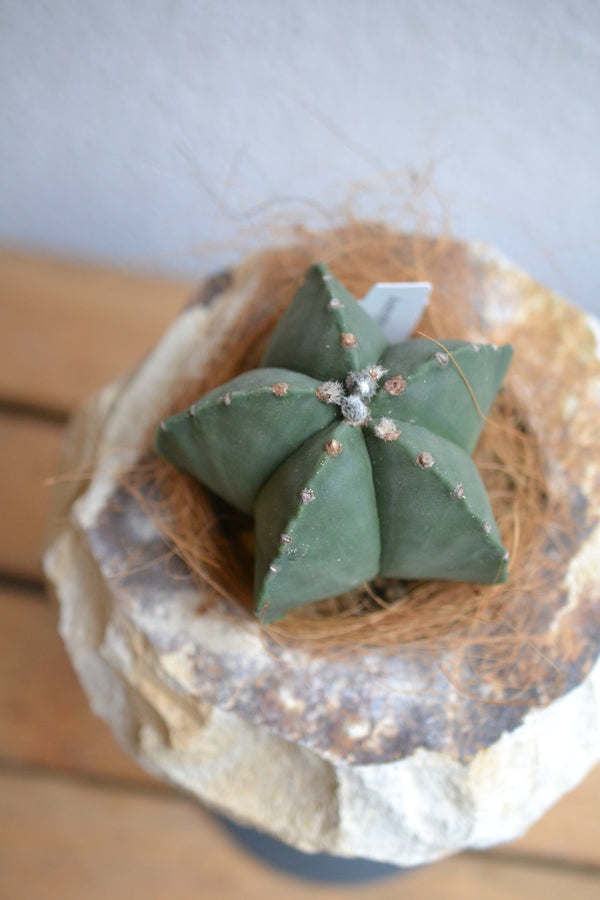 サボテン・アストロフィツム