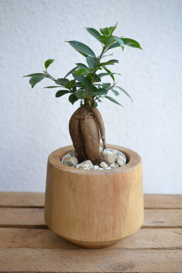 ガジュマル ウッドポット