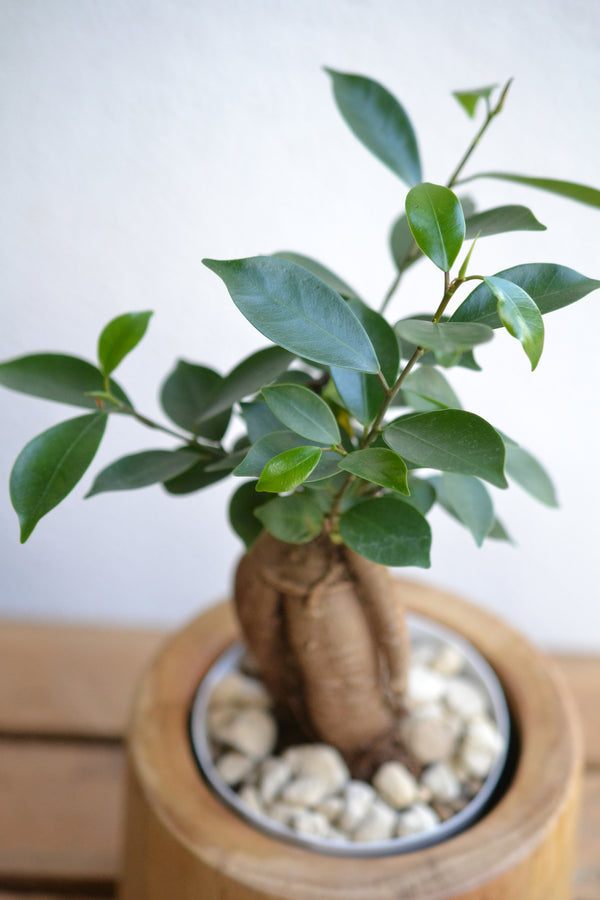 ガジュマル ウッドポット