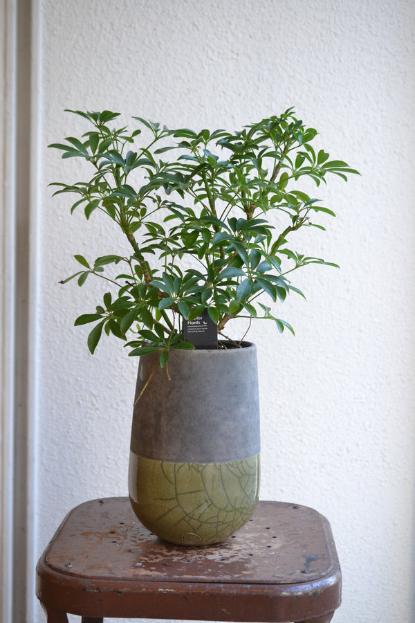 シェフレラ・コンパクタ 　DOMANI　