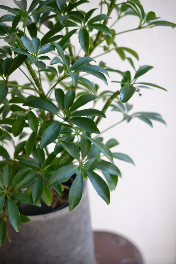 シェフレラ・コンパクタ 　DOMANI　