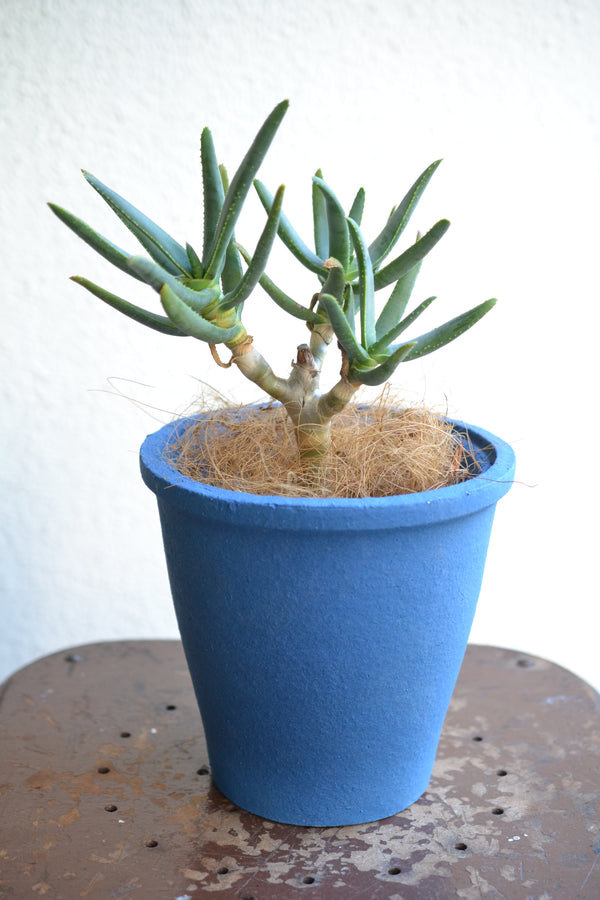 アロエ・ラモシシマ×DOMANI