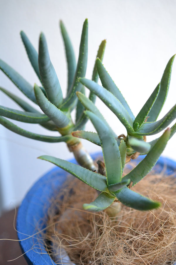 アロエ・ラモシシマ×DOMANI