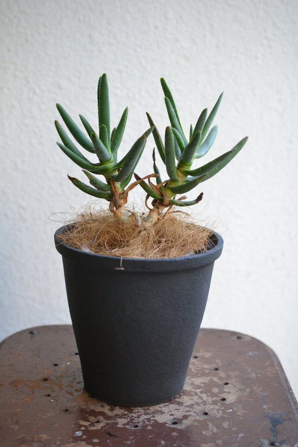 アロエ・ラモシシマ×DOMANI