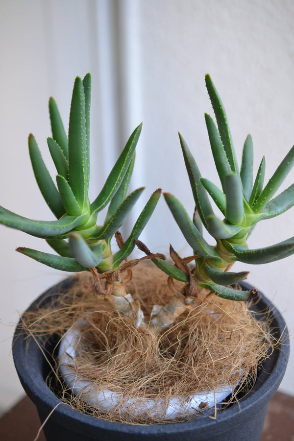 アロエ・ラモシシマ×DOMANI