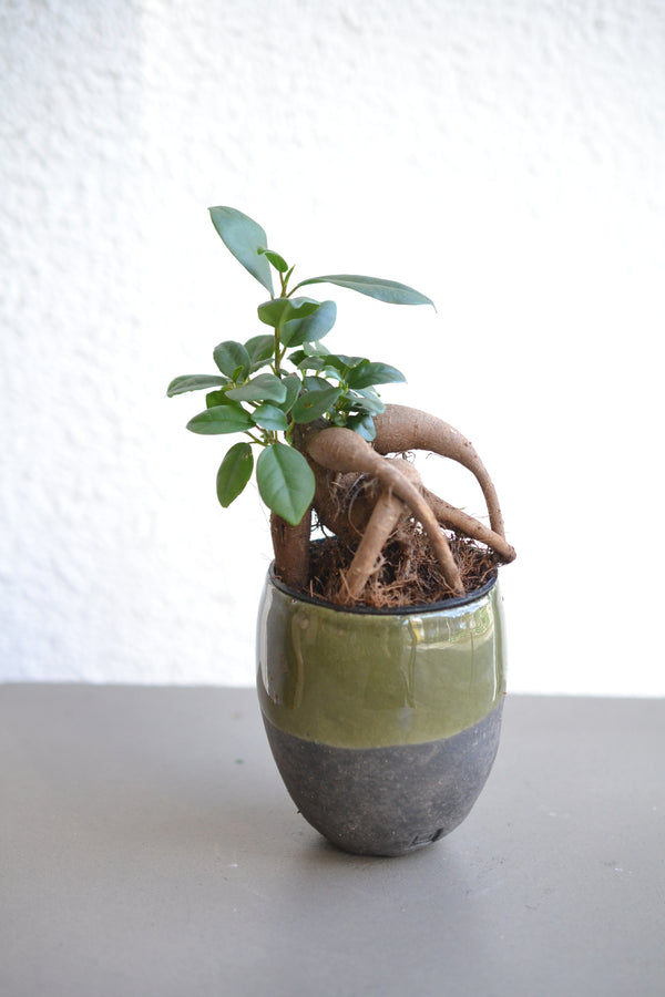 ガジュマルmini ×  DOMANI FES swamp