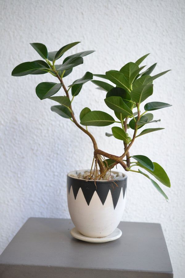 フランスゴムの木 　