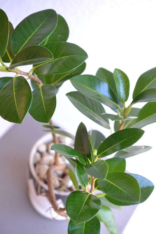 フランスゴムの木 　