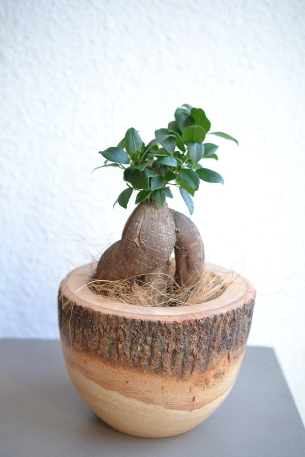 ガジュマル ×マンゴーウッド