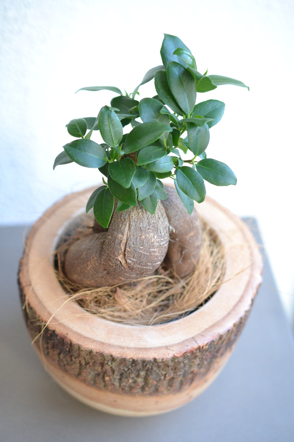 ガジュマル ×マンゴーウッド