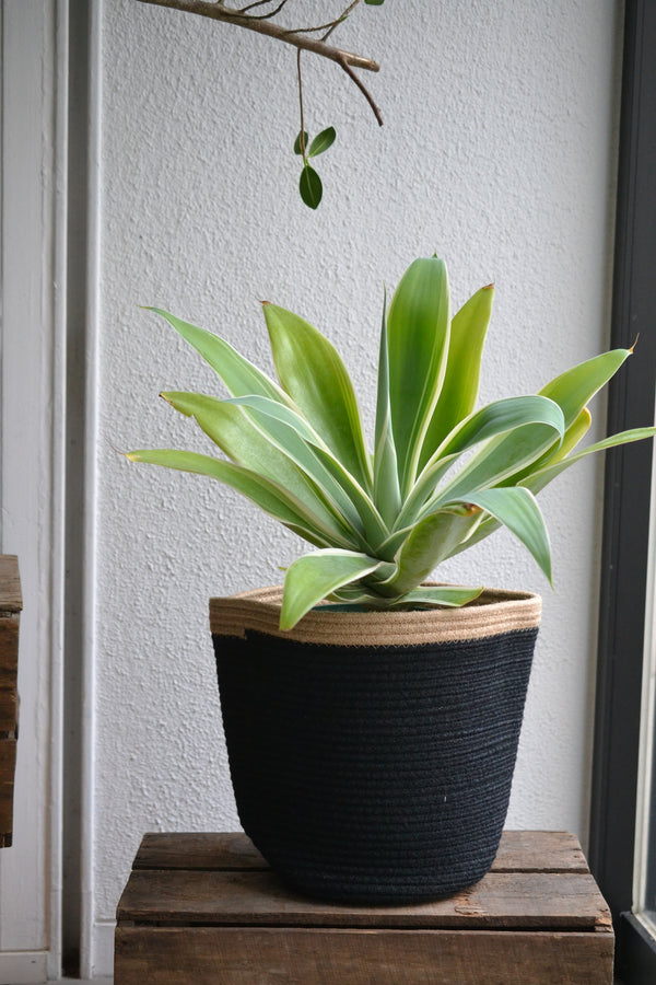 アガベ・アテヌアータ斑入り