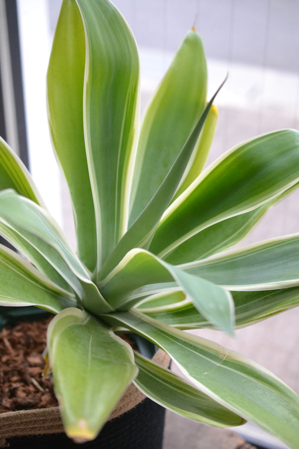 アガベ・アテヌアータ斑入り