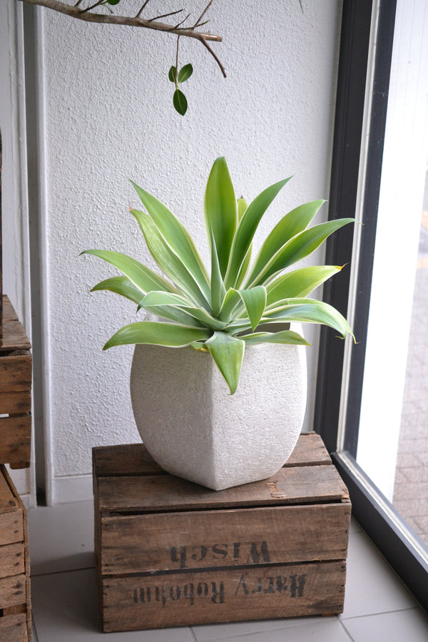 アガベ・アテヌアータ斑入り