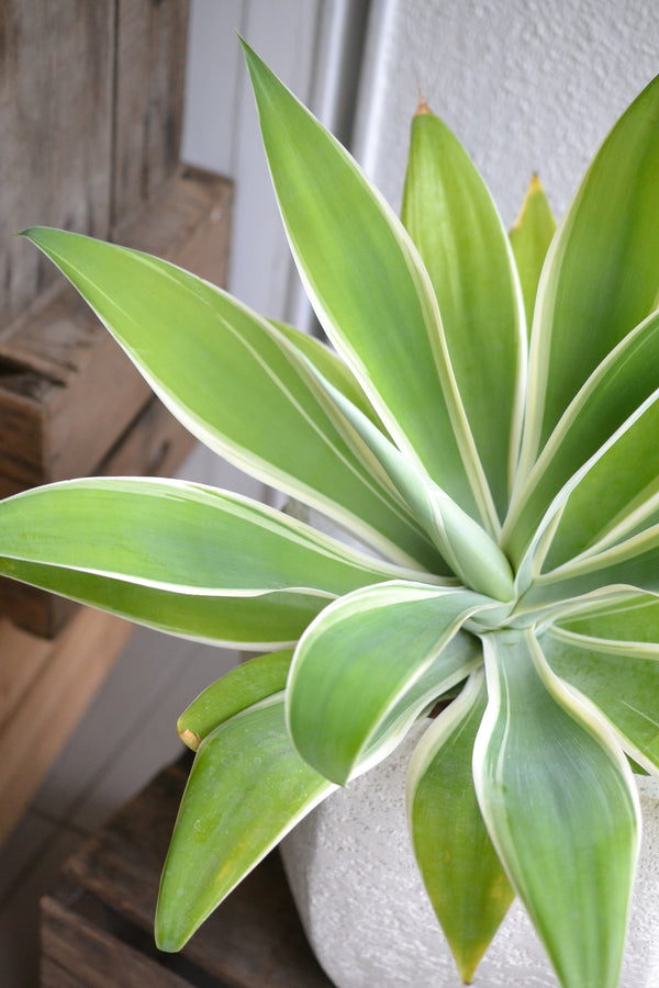 アガベ・アテヌアータ斑入り