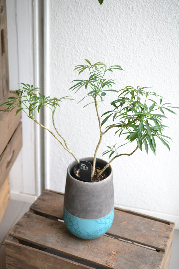 シェフレラ細葉 　DOMANI　