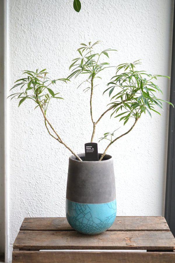 シェフレラ細葉 　DOMANI　