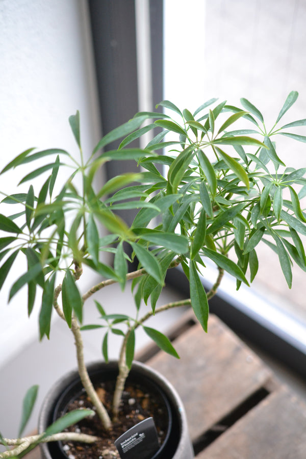 シェフレラ細葉 　DOMANI　