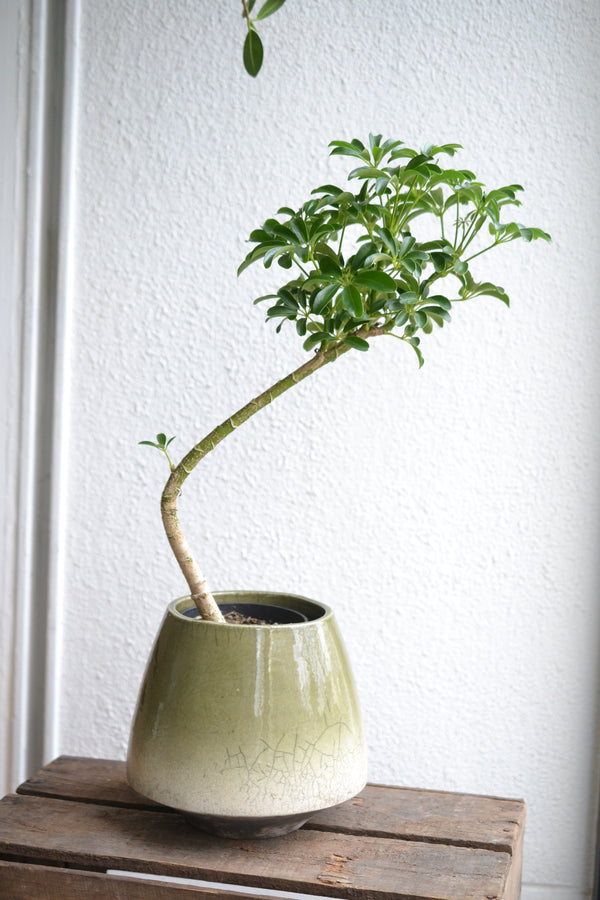 シェフレラ・コンパクタ 　DOMANI　