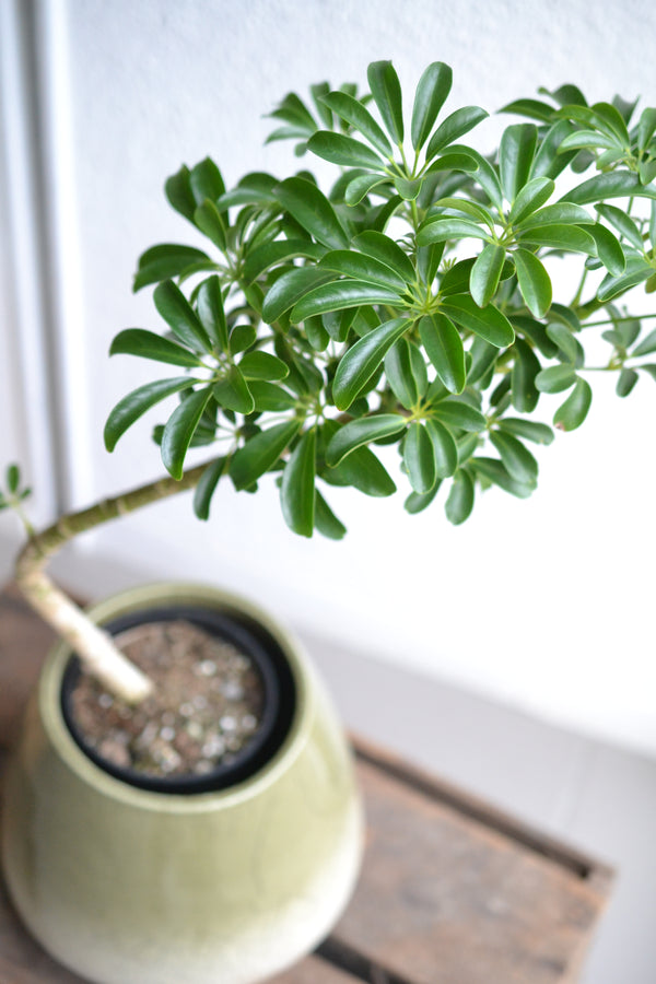 シェフレラ・コンパクタ 　DOMANI　