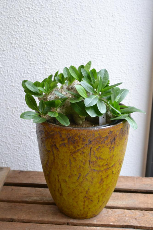 パキポディウム・ブレビカウレ