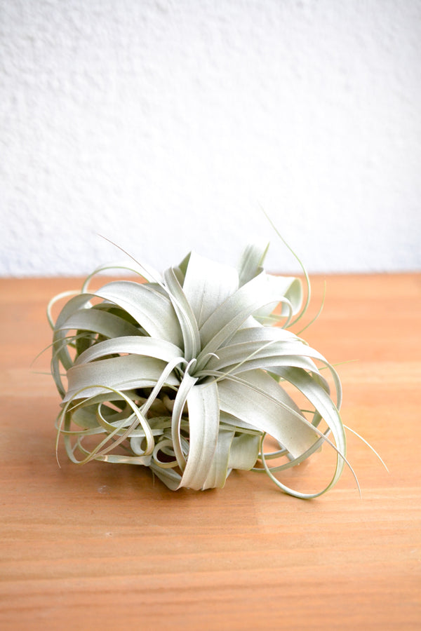 チランジア　キセログラフィカ